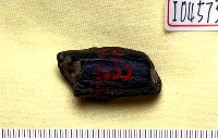 藏品(鹿角)的圖片